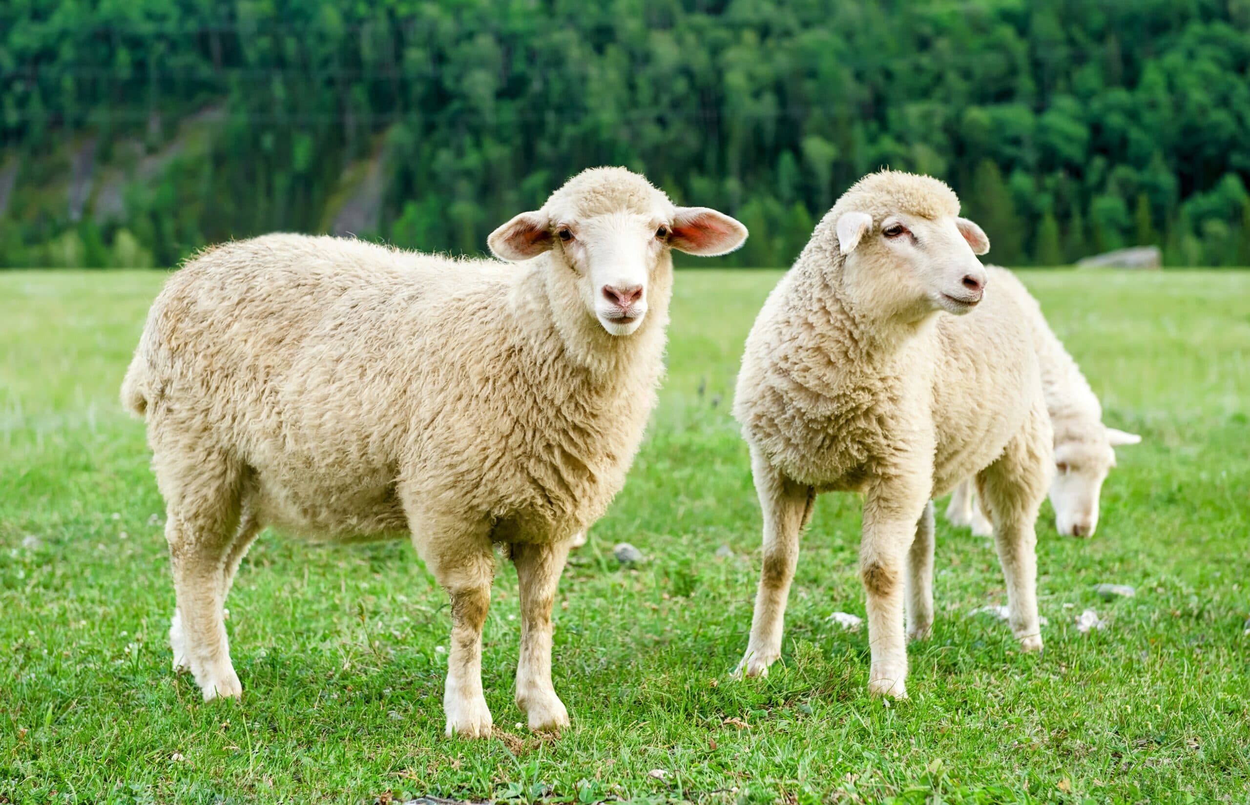 Premium Sheep