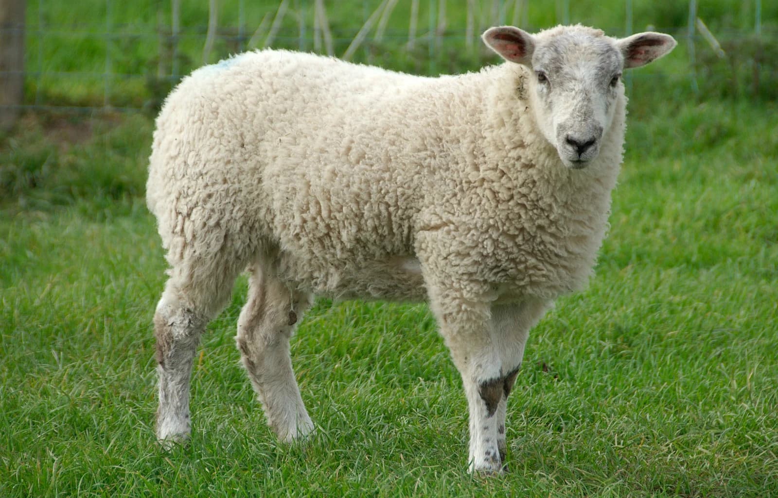 Sheep Classic