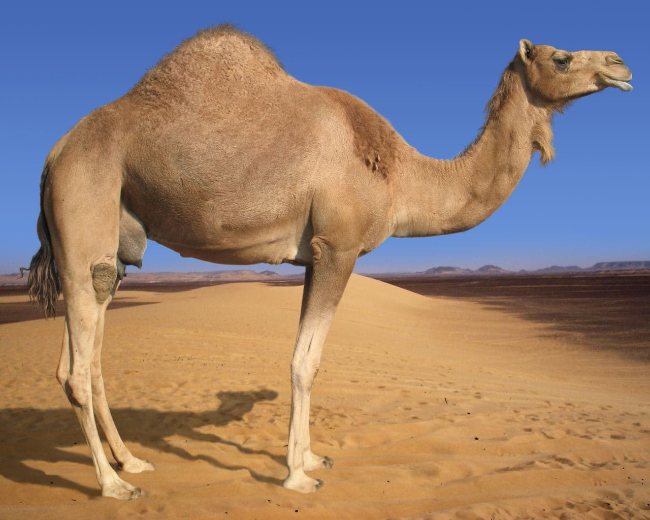 Desert King Camel